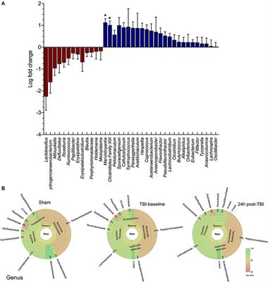 Traumatic Brain Injury in Mice Induces Acute Bacterial Dysbiosis Within the Fecal Microbiome